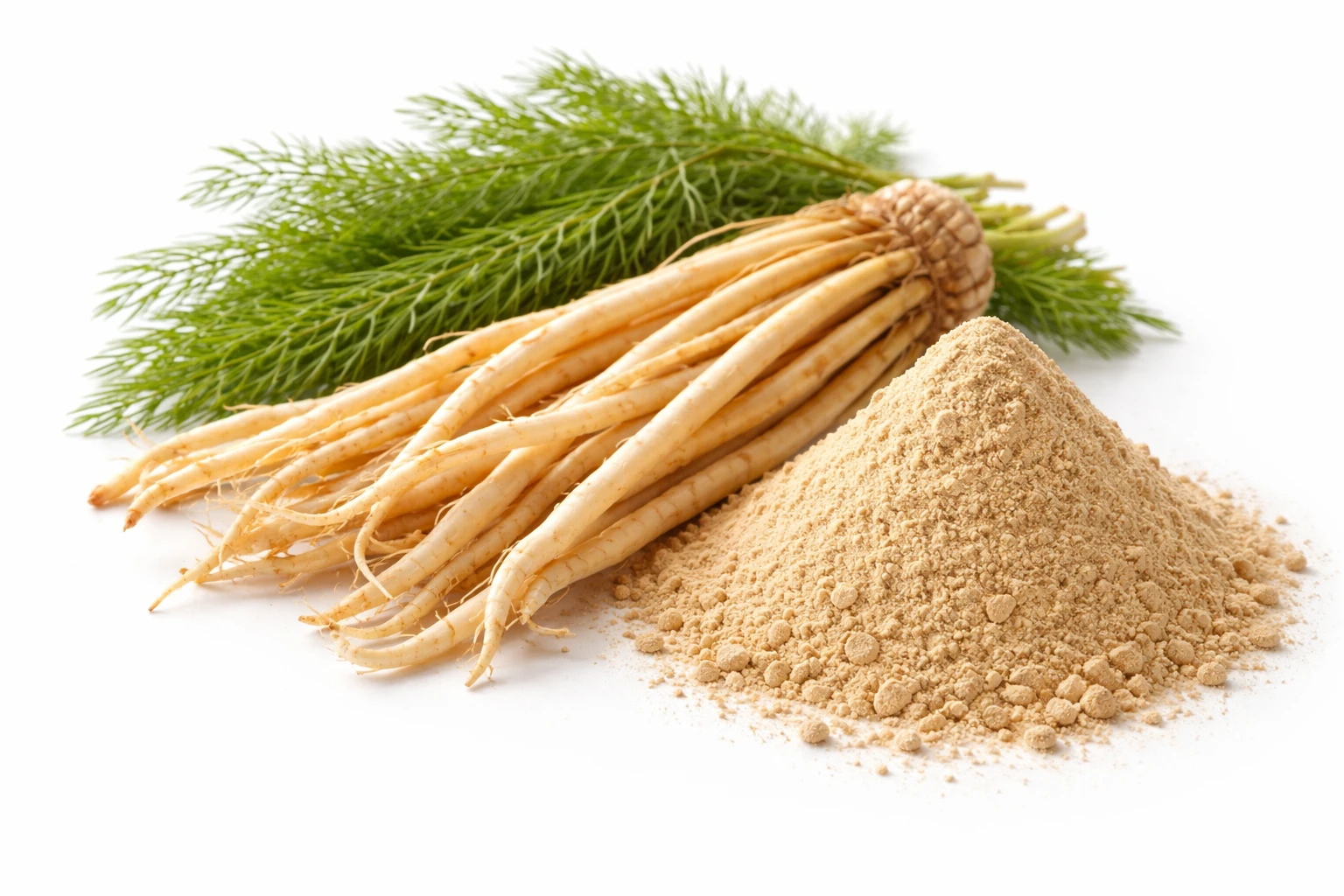 Shatavari — Asparagus racemosus